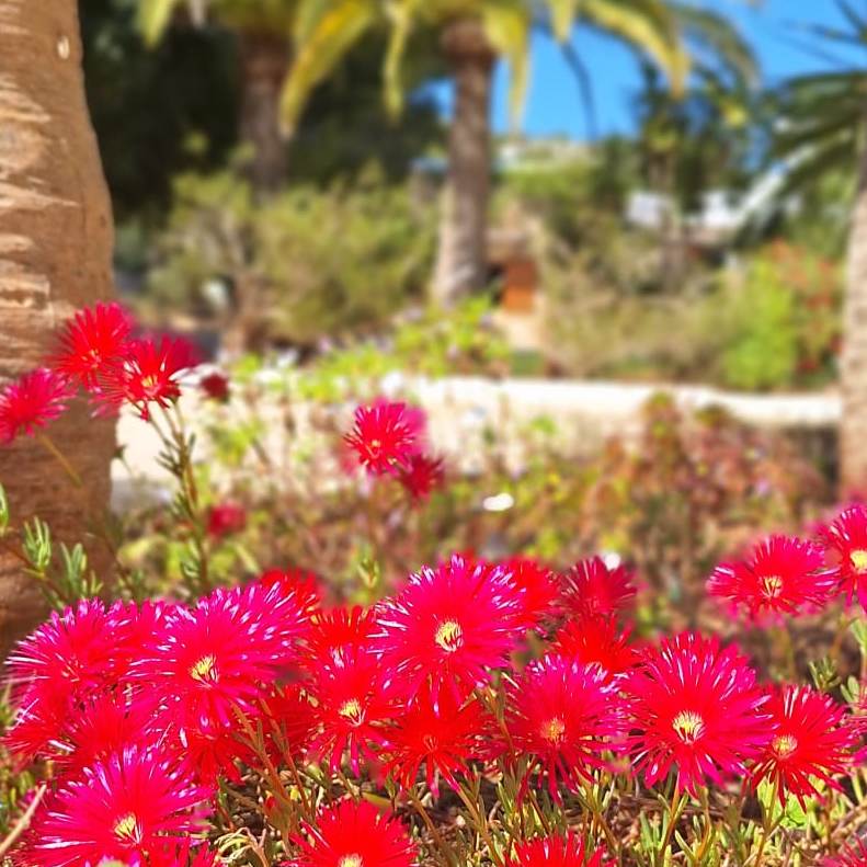 Garden Services in Ibiza